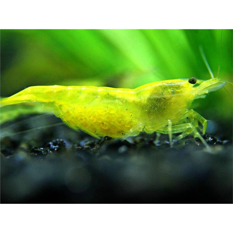 Neocaridina davidii Yellow Fire - imagine 3